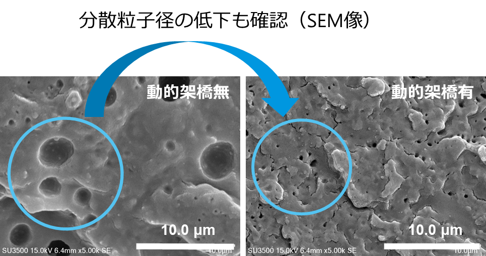 SEM images showing the effect of dynamic vulcanization on natural rubber particle dispersion and particle size in a PLA matrix. SEM images showing the effect of dynamic vulcanization on natural rubber particle dispersion and particle size in a PLA matrix.