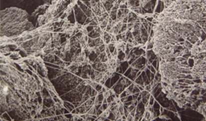 fibril.png